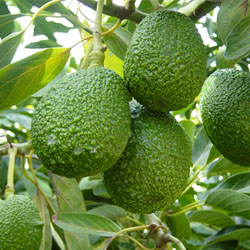 Palto