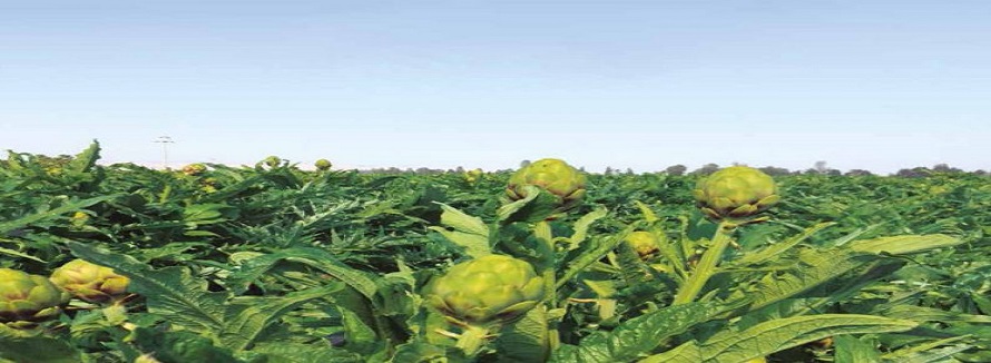 Pampa de Villacuri ¡Incrementa la Producción de Alcachofa!