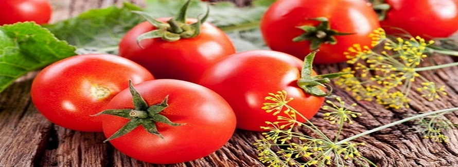 El Cultivo de Tomate ¡Su Reinvención!