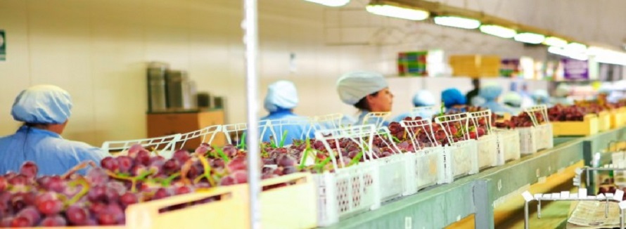 Realidad Productiva ¡Incrementar la Capacidad de Producción de Uva!