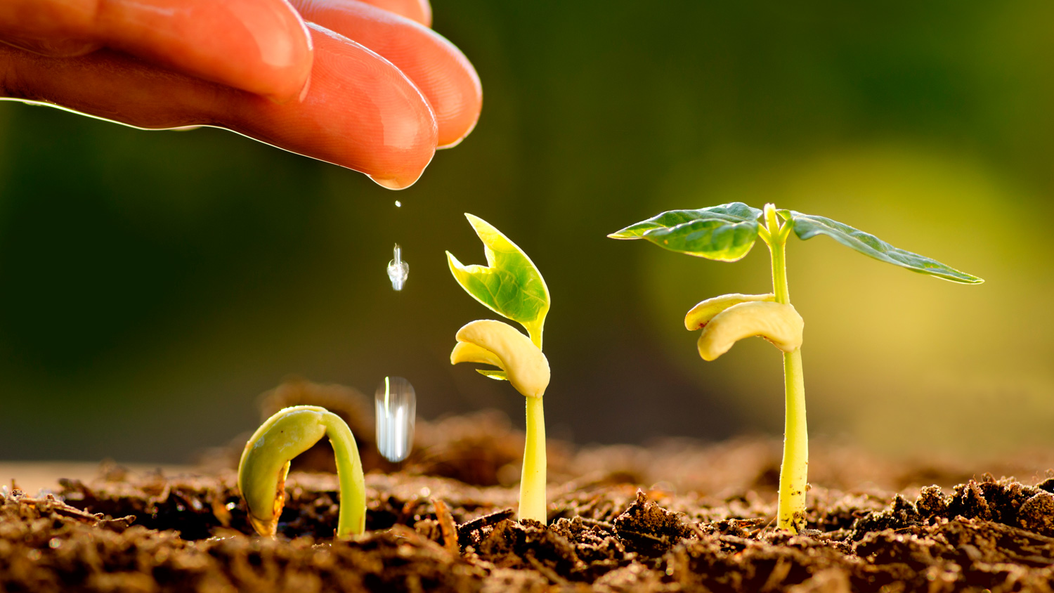 Biofertilizantes