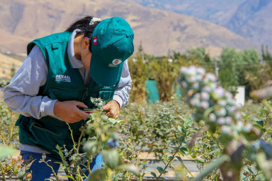 ¡Crece producción orgánica en Perú con más de 460 mil hectáreas certificadas!