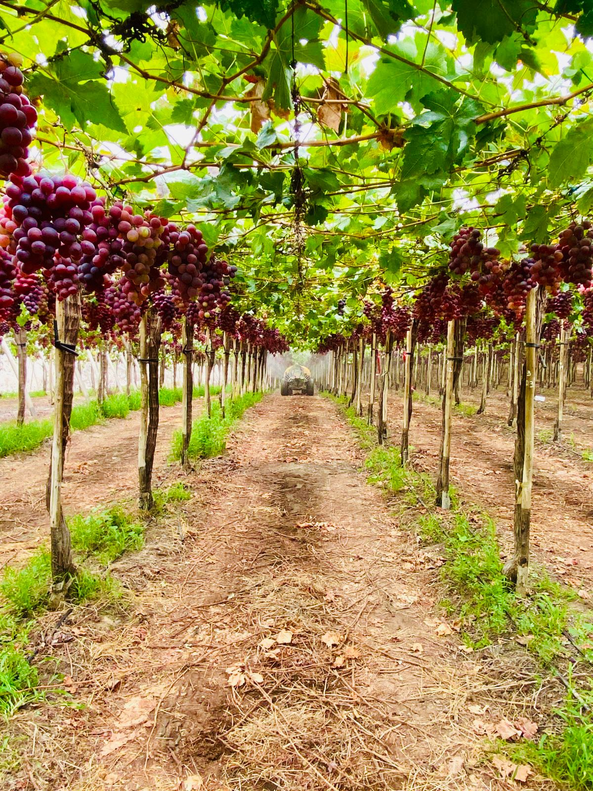 PRESUPUESTO AGRARIO 2022 SERÁ DE S/1,897 MILLONES
