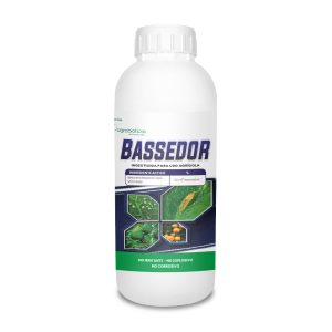 Bassedor