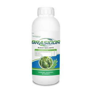 Brasidor