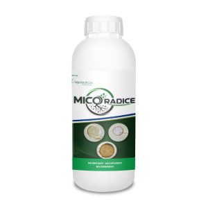 Mico Radice